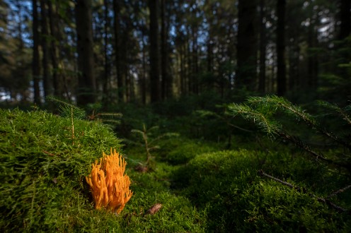 Grytåsa strövområde