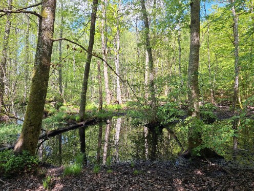 Åkeboda naturområde och naturreservat.